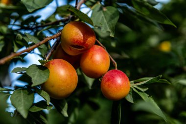 Olgun sarı-kırmızı, yeşil yaprakların arasından sarkan ve arka planda mavi gökyüzü olan bir ağaç dalından sarkan eriklerle doludur. Tipik bir yaz meyvesi, sulu ve tatlı tart, taze ya da reçel, tatlı ve konservelerde kullanılır..