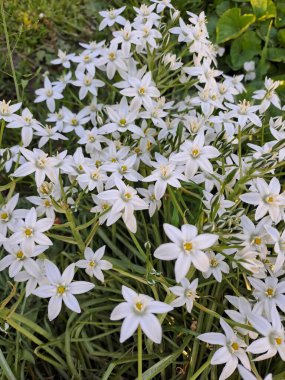 Bahçedeki güzel çiçekler