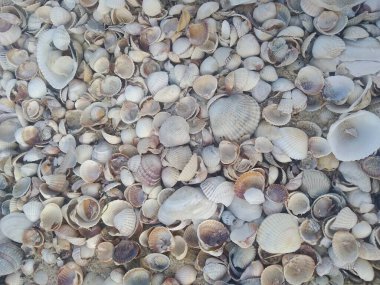 deniz kabukları, kabuklar arka plan, doku