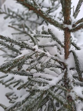 Kar- ormanın ladin dalları, yakın - yakın. Kış manzarası