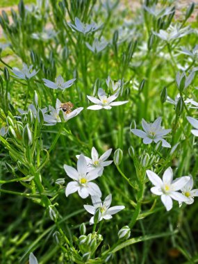 Bahçedeki güzel çiçekler
