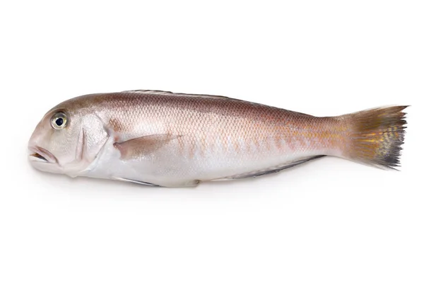 白身魚 日本の高級魚 は白地に隔離されている — ストック写真