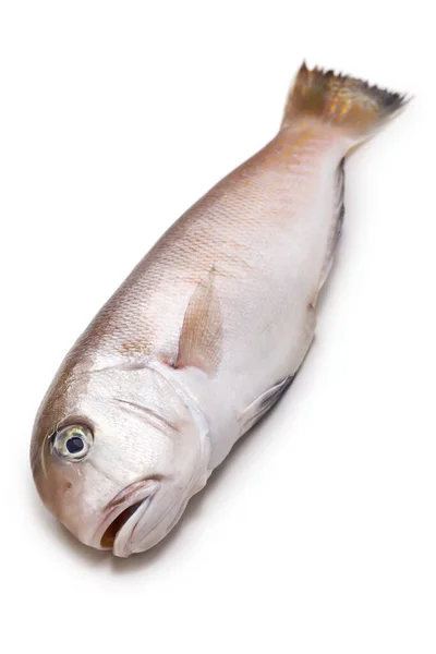 Λευκό Ψάρι Ένα Ψάρι Πολυτελείας Στην Ιαπωνία Απομονωμένο Λευκό Φόντο — Φωτογραφία Αρχείου