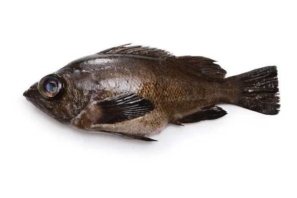Brun Rockfish Isolerad Vit Bakgrund — Stockfoto