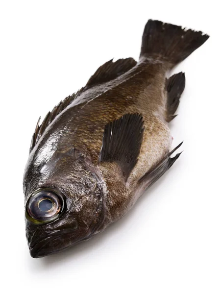 Hnědé Skalní Ryby Izolované Bílém Pozadí — Stock fotografie