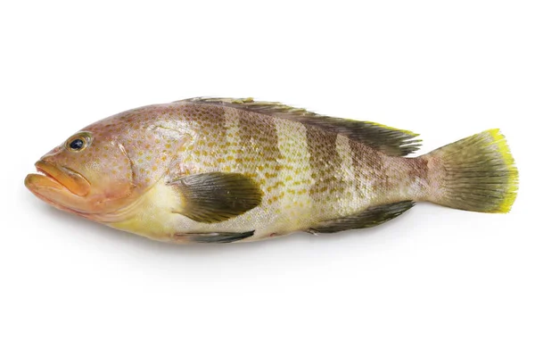 白色背景上孤立的黄色石斑鱼 — 图库照片