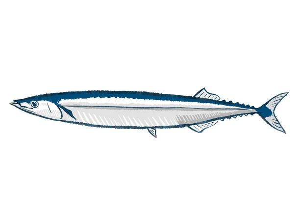 Pacific Saury Sanma Mackerel Pike — Stock Photo, Image