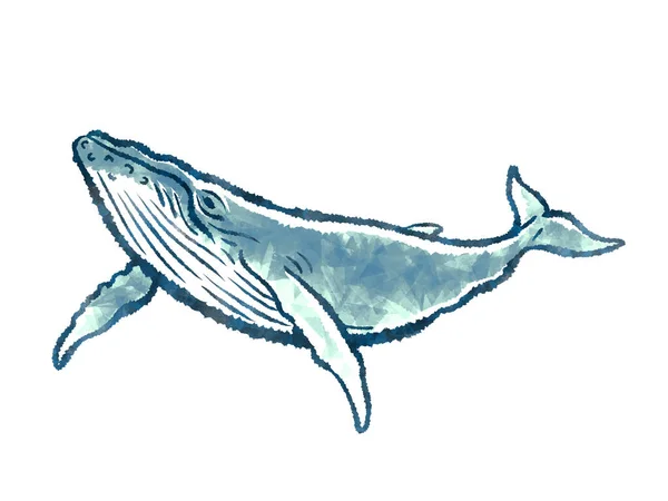 Illustration Complète Corps Baleine Isolée Sur Fond Blanc — Photo