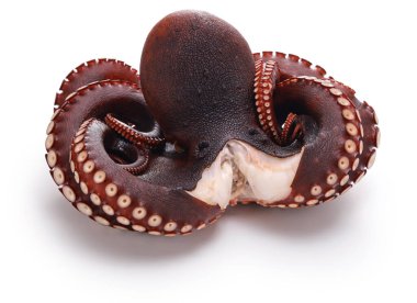 Haşlanmış ahtapot, Japon mutfağı malzemesi.