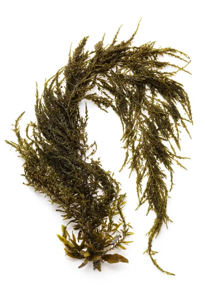 Hondawara Sargassum Fulvellum Delicious Seaweed — Stock Photo, Image