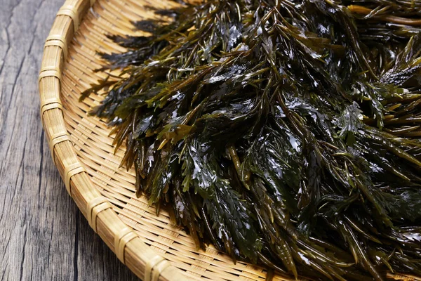 日本美味的海藻 在竹盘上的Akamoku Sargassum Horneri 未煮熟 图库照片