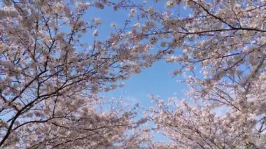 Çiçek açmış Japon kiraz ağaçlarının altında yürüyorum.