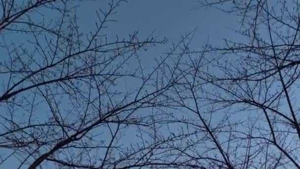 冬は桜の下を歩く ストック映像
