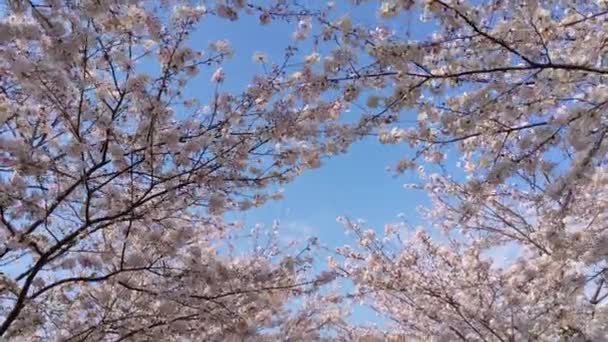 在盛开的日本樱花树下漫步 — 图库视频影像