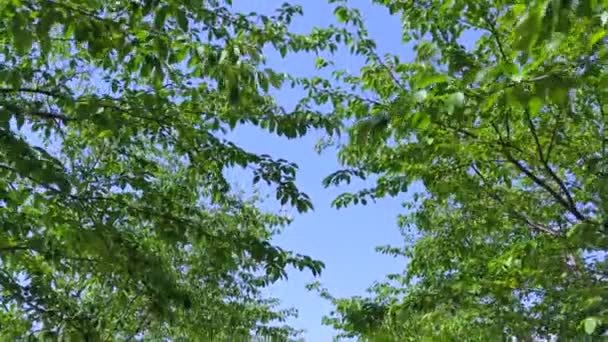 桜の木の下を歩くと新緑 風に吹かれた葉 動画クリップ