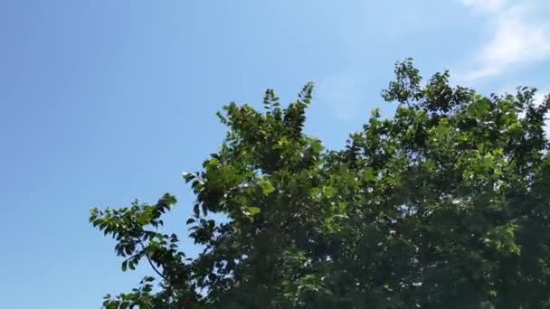 風に揺れる青い空と葉 ロイヤリティフリーストック映像