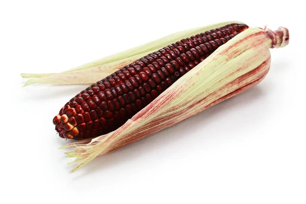 Burgundy Color Sweet Corn Isolated White Background — Stock Photo, Image
