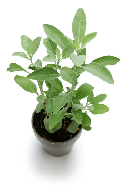Salvia Blanca Seca Envuelve Utiliza Como Palitos Manchas —  Fotos de Stock