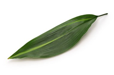 Haran (aspidistra elatior), Japon nigiri suşisinin altına koymak için yaprak. 