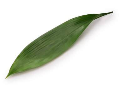 Haran (aspidistra elatior), Japon nigiri suşisinin altına koymak için yaprak. 