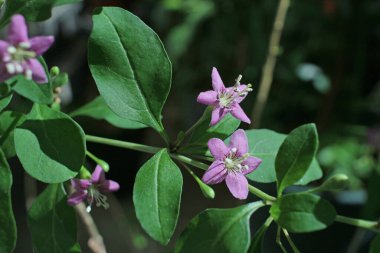 Goji çileği çiçekleri çiçek açtı..