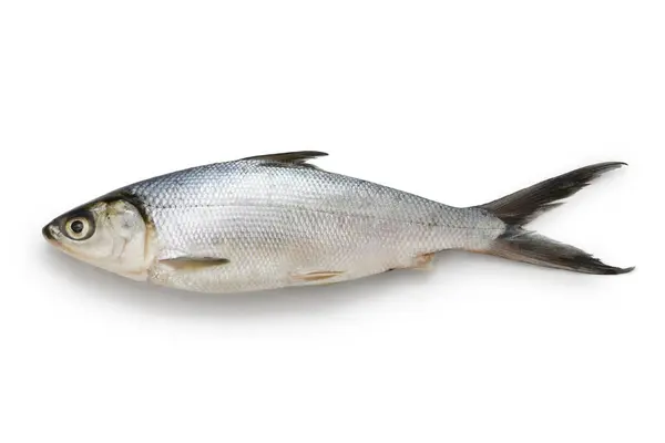 Pesce Latte Pesce Importante Nel Sud Est Asiatico Quanto Facilmente Immagine Stock
