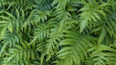 Doğal yeşil eğreltiotu duvar kağıdı arkaplan dokusu