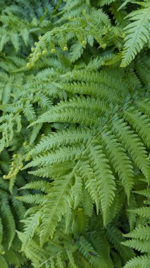 Doğal yeşil eğreltiotu duvar kağıdı arkaplan dokusu