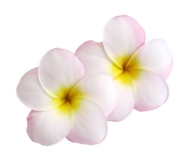 Beyaz arka planda izole edilmiş iki plumeria çiçeği