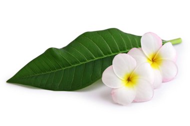 Beyaz arka planda iki plumeria çiçeği ve bir yaprak.