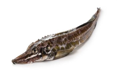 Hakkaku (yelken yüzgeci kaçak avcısı), beyaz arka planda izole edilmiş Japon balığı