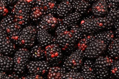 Toplanan olgun organik böğürtlenlerin arkaplan resmi.