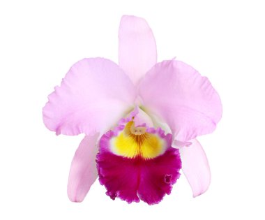 pembe cattleya orkide çiçek