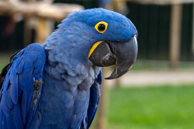 Bulanık arkaplan ile mor papağan yakın plan portresi