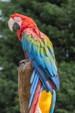 Kırmızı papağan, arka planı bulanık, yakın plan portresi.
