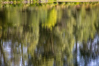 Tours 'daki Loire Nehri' nde yeşil ağaç yansımaları