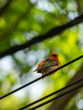 Mauritian Kardinali, aynı zamanda madagaskar fody bird olarak da bilinir.