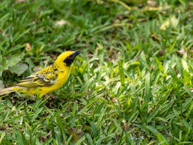 Güneyli maskeli dokumacı çimenlerde zıplıyor