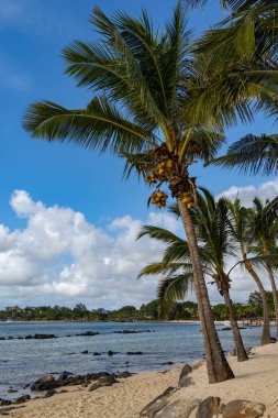 Hindistan cevizi ağaçlı kumsal. Kaplumbağa körfezi sahili Mauritius.