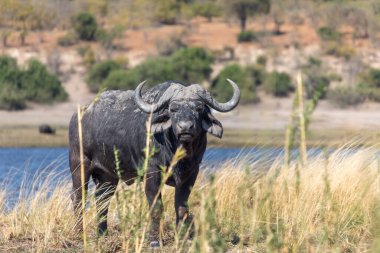Nehir kıyısında Afrika Buffalo ayakta