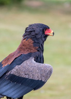 Harris 'in şahini (Parabuteo unicinctus), eskiden körfez kanatlı şahin, esmer şahin ve bazen de kurt şahin olarak bilinir.,
