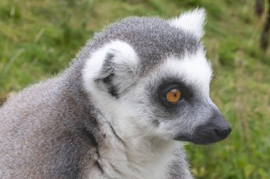 Hayvanat bahçesindeki lemur..