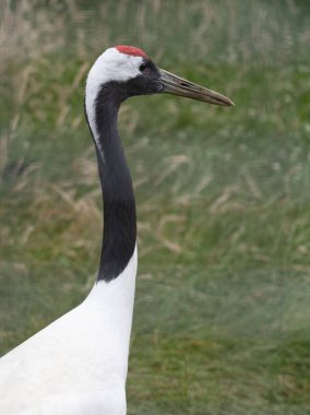 Beyaz bir mançurya turnası yeşil bir çayırda