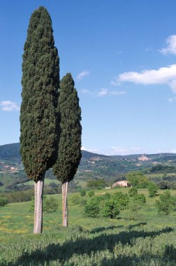 Toscana, İtalya ve Güney Avrupa 'da tipik Toscana manzarası, mavi gökyüzüne karşı selvi ağaçlarının oluşturduğu bir grup.