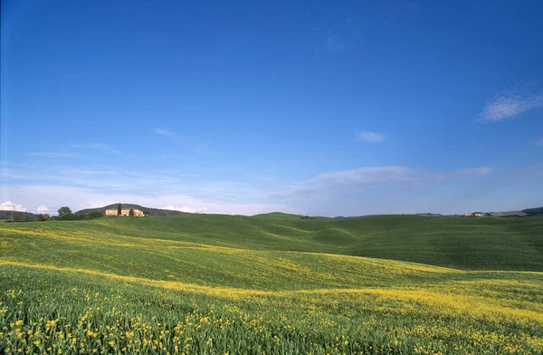 Vista Panorâmica Panorâmica Paisagem Típica Toscana Com Grupo Ciprestes Contra — Fotografia de Stock