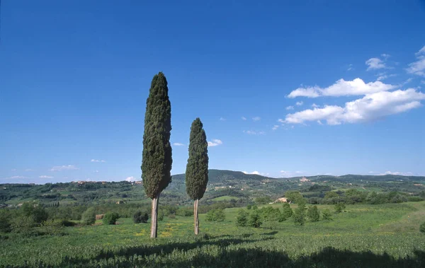 青い空 トスカーナ イタリア 南ヨーロッパに対するヒノキのグループと典型的なトスカーナの風景の風景 — ストック写真