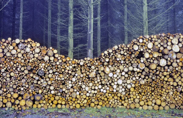 森の中で焼きたての薪 環境被害 生態系の問題 生態系 森林伐採 代替エネルギー 木材産業 ビジネス — ストック写真