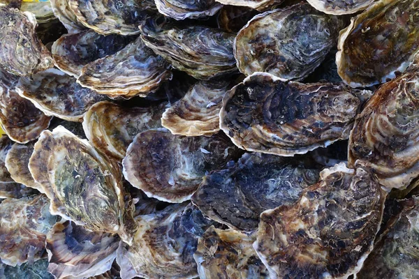 Plenty Fresh Closed Oysters Farmers Market France Close Sea Food — Stock Photo, Image