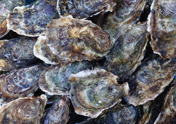 在法国的一个农贸市场上有很多新鲜的封闭的牡蛎 靠近点海产食品 — 图库照片