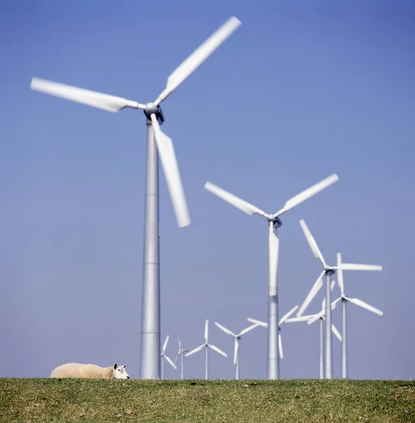 Windmühlenpark Mit Einem Schaf Das Gras Des Deiches Den Niederlanden — Stockfoto
